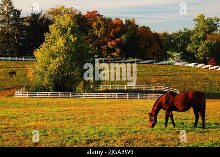 Ein Vollblut-Rennpferd grast im Herbst auf einer Wiese auf einer Pferderanch im Blue Grass Country in der Nähe von Lexington Kentucky Stockfoto