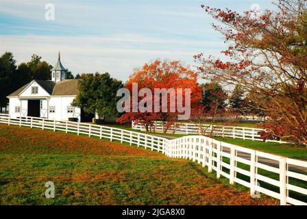 Ein großes Feld und eine Wiese ermöglichen es Pferden, auf einer Ranch in der Blue Grass Region in der Nähe von Kentucky zu grasen Stockfoto