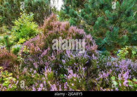 Heidekraut wächst in einem wilden Wald. Schöne Landschaft von lila Blumen blühende Natur von Pinien umgeben. Malerische Aussicht auf üppiges grünes Laub Stockfoto