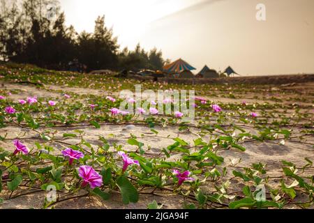 Wasser Spinat Blumen am Strand Stockfoto