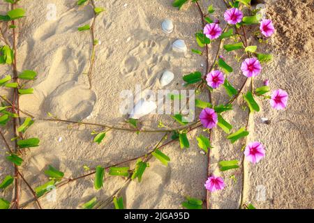 Wasser Spinat Blumen am Strand Stockfoto