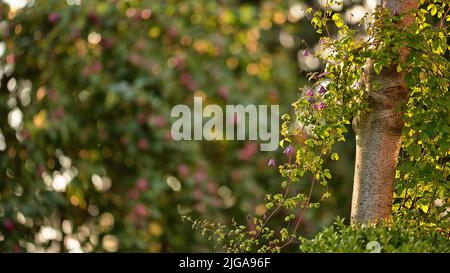 Bratschen wachsen in einem üppigen grünen Garten im Hinterhof. Schöne violett blühende Pflanze, die auf einem Baum in einem Park blüht. Purpurne Blumen, die in einem Hof blühen Stockfoto