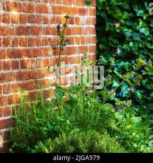 Bratschen wachsen in einem üppigen grünen Garten vor einer Wand. Schöne violett blühende Pflanze, die auf dem Land blüht. Blühende Blumen auf einem Stockfoto