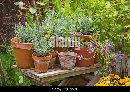 Verschiedene Topfpflanzen, Blumen, Kräuter und Pflanzen wachsen in einem kleinen privaten und abgeschiedenen Garten zu Hause. Verschiedene Arten von grünen Wildtieren Knospen Stockfoto