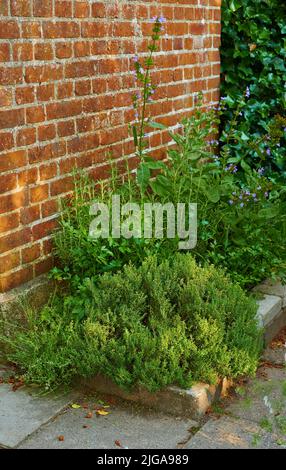 Bratschen wachsen in einem üppigen grünen Garten vor einer Wand. Wunderschöne violett blühende Pflanzen, die im Frühling draußen blühen. Blumen oder Flora Stockfoto