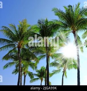 Blick von unten auf eine Gruppe von Palmen isoliert vor blauem Himmel Hintergrund mit Sonnenstrahlen und Sonnenstrahlen während der Sommerferien und Urlaub. Niedriger Winkel von Stockfoto