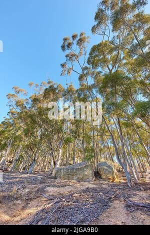 Alte große Bäume im Wald mit getrockneten Stängeln auf dem Boden im Table Mountain National Park in Kapstadt, Südafrika an einem sonnigen Tag. Malerischer Wald Stockfoto