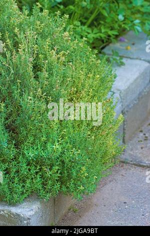 Überwucherter wilder Kräutergarten, der auf einem Zementkandstein oder Bürgersteig wächst. Verschiedene Pflanzen in einem üppigen Blumenbeet in der Natur. Verschiedene grüne Sträucher, Petersilie, Salbei Stockfoto