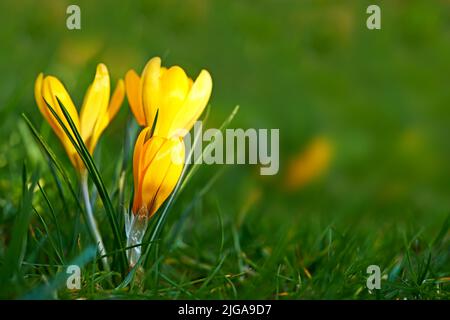 Nahaufnahme einer Krokusblüte, die im Frühling im Freien auf üppigem grünen Gras wächst. Niedrig wachsender gelber Blütenkopf blüht oder blüht in einem Hinterhof Stockfoto