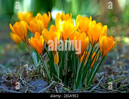 Niedrig wachsende Krokus, Stängel wachsen unterirdisch, gelbe, orange oder lila Blüten symbolisieren Wiedergeburt, Veränderung, Freude und romantische Hingabe. Wunderschön wild Stockfoto