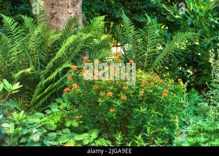 Ein Garten mit Schmetterlingskräutern mit langen Farnen. Ein Garten mit tropischen Pflanzen und Bäumen. Blick auf den schönen, angenehmen Park mit Orangenmilchkraut Stockfoto