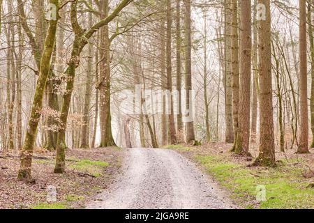 Ruhiger einsamer Wald an einem frisch nebligen Morgen, hohe Bäume wachsen an einem kalten Tag entlang einer unbefestigten Straße. Ruhige, friedliche Natur in Harmonie mit Zen und Stockfoto