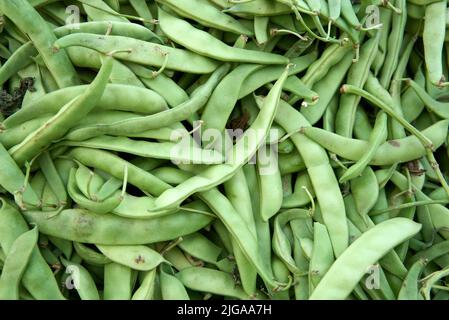 Grüne Erbsen in der Schote Stockfoto