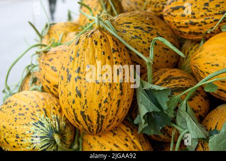 Cantaloupe Melonen auf dem Markt, Cantaloupe Melonen Hintergrund, Cantaloupe Melone auf Heugras Hintergrund.Rock Melone verkaufen auf dem Markt. Stockfoto