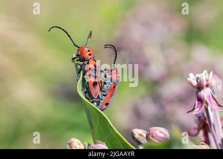 Rote Milchkäfer (Tetraopes tetrophthalmus) paaren sich auf einem Milchkrautblatt (Asclepias syriaca) in Iowa Stockfoto
