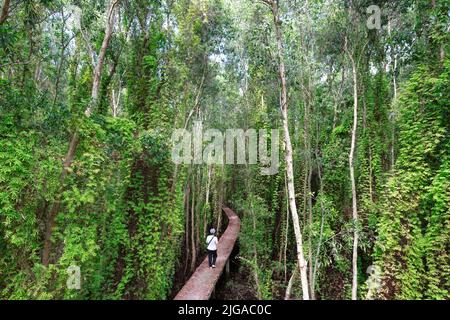 Ein Tourist spaziert auf einer kleinen hohen Straße durch überflutete melaleuca-Wälder in ökologischen Naturschutzgebieten Stockfoto