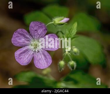 Wilde Geranienwildblume, die in den Wäldern des Frühlings in North Branch, Minnesota, USA, blüht Stockfoto