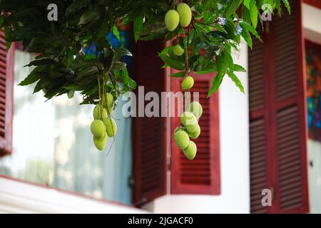 Grüne Mango-Frucht wächst auf einem Baum Stockfoto