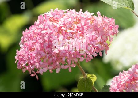 Rosa, Blütenkopf, Hydrangea 'Pink Annabelle', Hydrangea arborescens, Hortensia, Garten, Blume, Kopf, MOPHEAD Hortensien, Blüten Stockfoto