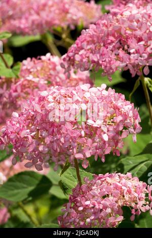 Hortensia 'Pink Annabelle', Beauty Blooms, Hortensia arborescens 'Pink Annabelle', Französische Hortensien, Hortensia macrophylla Stockfoto