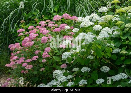 Hortensia arborescens, Hortensia Pink Annabelle, Garten, Blumen, Miscanthus, Weiß, Rosa, Blühend, Hortensia, Annabelle Stockfoto