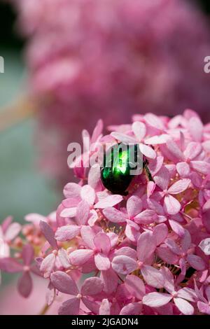 Bug on Flower, Pink, MOPHEAD Hortensien, Insect Green Rose Chafer, Cetonia aurata Stockfoto
