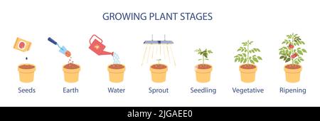 Wachsende Pflanzenstadien Infografiken illustrieren Samen Erde Wasser keimen Keimling vegetative Reifung flache Symbole Vektor-Illustration Stock Vektor