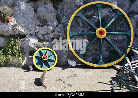 Anacapri - Gatti alla stazione di arrivo della Seggiovia del Monte Solaro Stockfoto