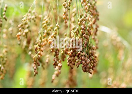Goldene Hirse wächst auf dem Feld - Makro Stockfoto