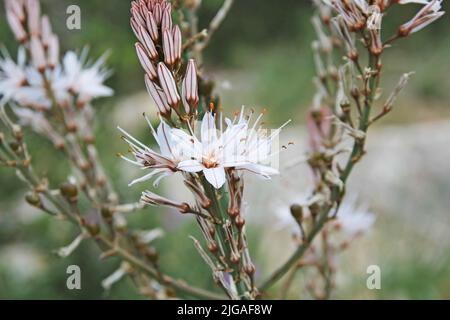 Sommeraspodellblume, eine wilde Pflanze, die von Südeuropa bis Nordafrika wächst Stockfoto