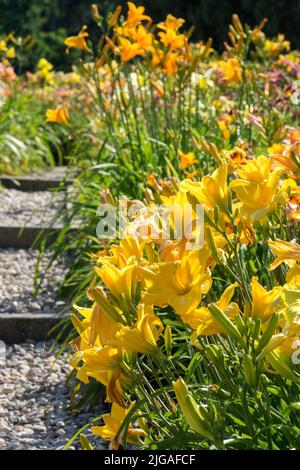 Gelb-orange Taglilien Grenzen im Frühsommergarten an den Kiesweg Stockfoto