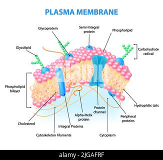 Realistische Infografiken zur menschlichen Zellanatomie mit Diagramm, das die Struktur der Plasmamembran mit beschrifteten Vektordargestellte Elemente zeigt Stock Vektor