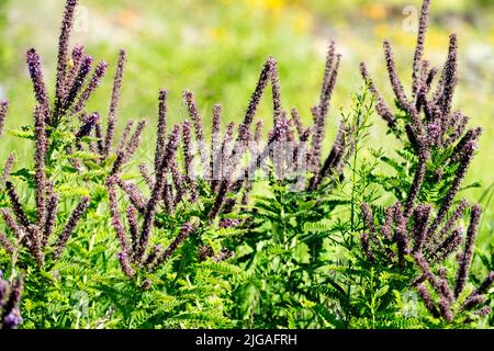 Falsche Indigo-Buschpflanze, Amorpha fruticosa, Leadplant, blühender Strauch, Blütenstacheln Stockfoto