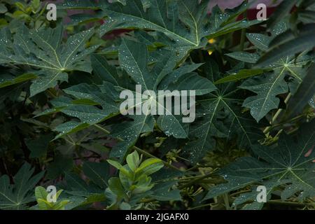 Nach dem Regen setzte sich Wasser auf Papaya-Blätter ab Stockfoto