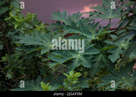 Nach dem Regen setzte sich Wasser auf Papaya-Blätter ab Stockfoto