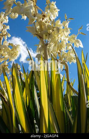 Blühend, Löffelblatt Yucca filamentosa 'Goldenes Schwert', Yucca flaccida, Yucca Blume, bunt, Blätter Stockfoto