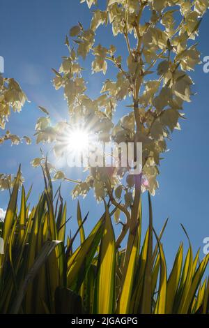 Nadelpalme, Löffelblatt-Yucca flaccida, „Goldenes Schwert“, Adams-Nadel, Blumengarten, Sommer, sonniger Ort Stockfoto