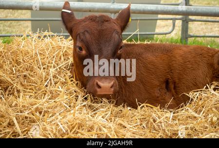 Junges braunes Kalb schmiegte sich in das saubere Heu Stockfoto