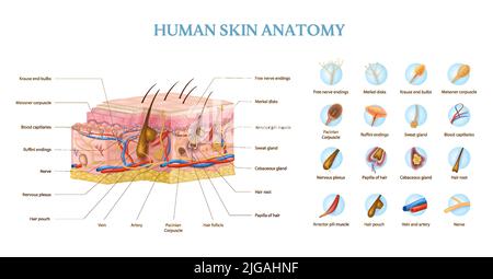 Infografiken zur Anatomie der menschlichen Haut mit einem Querschnitt der Ebenen und Textüberschriften realistische Vektordarstellung Stock Vektor