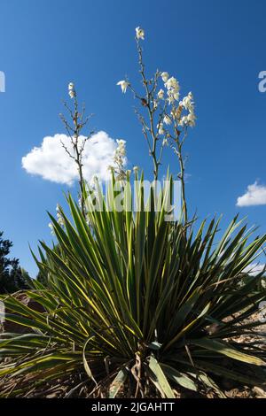 Adams Nadel, Löffelblatt Yucca filamentosa 'Bright Edge', Yucca 'Bright Edge', Succulent, Yucca, Blüten Stockfoto