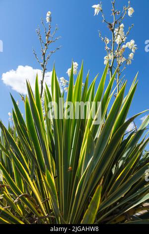 Adams Nadel, Yucca 'Bright Edge', Sukkulent, Yucca filamentosa Blume, Garten, Anlage Stockfoto