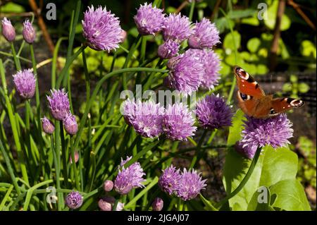 Pfauenschmetterling auf violetten Blüten des Schnittlauch Stockfoto