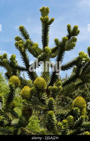 Monkey Puzzle Baum Stockfoto