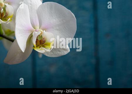 Weiße Orchideenblume in der Blüte Nahaufnahme noch auf einem blauen Hintergrund Stockfoto