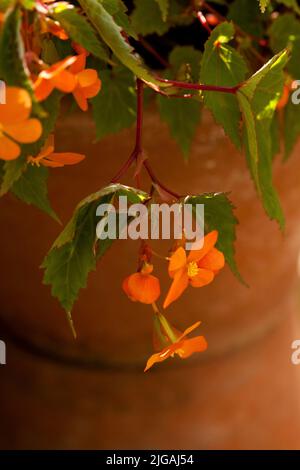 Orangefarbene Begonia-Blume, die über einem Terrakotta-Topf hinabgeht Stockfoto