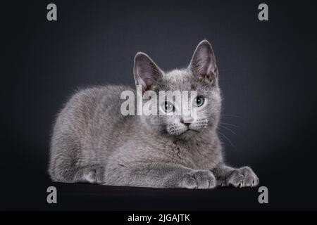 Ausgezeichnete russische blaue Katze Kätzchen, legt sich Seitenwege. Blick auf die Kamera mit grünen Augen. Isoliert auf schwarzem Hintergrund. Stockfoto