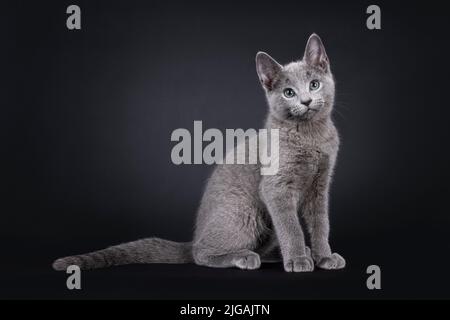 Ausgezeichnete russische blaue Katze Kätzchen, sitzen nebeneinander Wege. Blick auf die Kamera mit grünen Augen. Isoliert auf schwarzem Hintergrund. Stockfoto