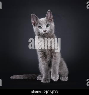 Ausgezeichnetes russisches blaues Katzenkätzchen, das nach vorne zeigt. Blick auf die Kamera mit grünen Augen. Isoliert auf schwarzem Hintergrund. Stockfoto