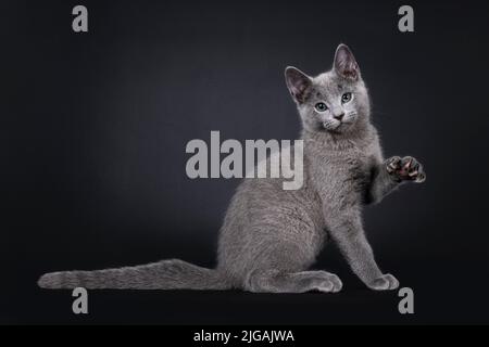 Ausgezeichnetes russisches blaues Katzenkätzchen, das nebeneinander sitzt und eine Pfote in der Luft bezahlt. Blick auf die Kamera mit grünen Augen. Isoliert auf schwarzem Hintergrund. Stockfoto