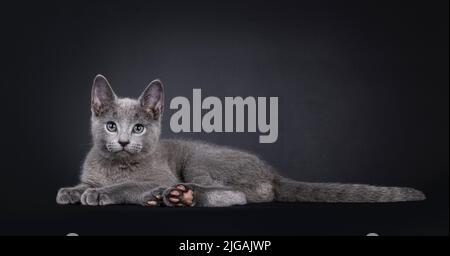 Ausgezeichnete Katze Russian Blue Kätzchen, legen sich auf Seitenwege mit rosa Zehen Bohnen. Blick auf die Kamera mit grünen Augen. Isoliert auf schwarzem Hintergrund. Stockfoto